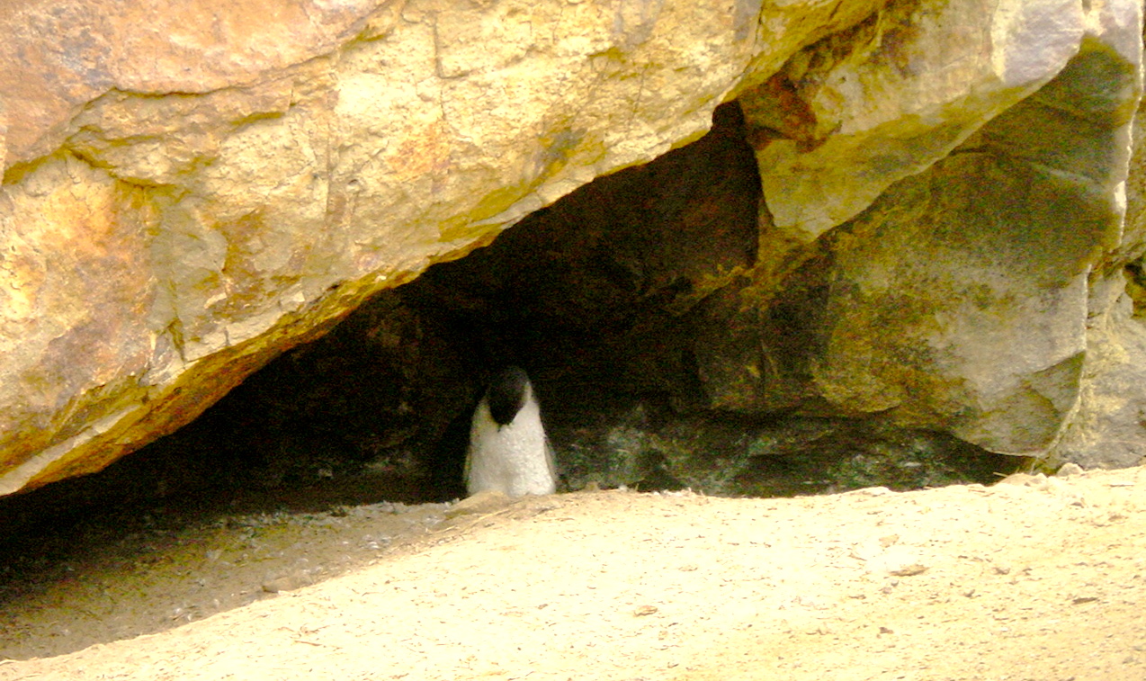 korimco penguin