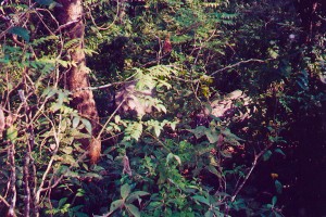 Rhinos in Nepal