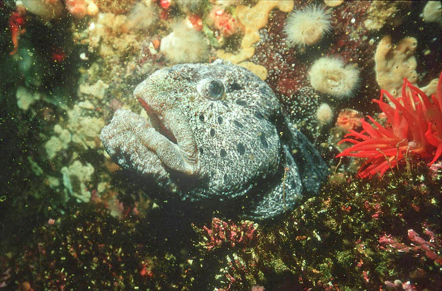 wolf eel out of water