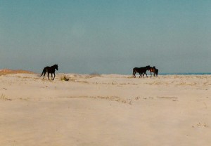 Wild horses on Cumberland Island