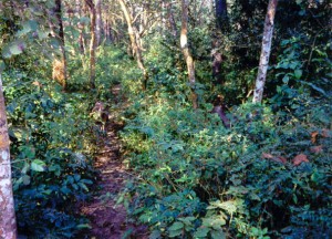 Sambar deer on the jungle trail