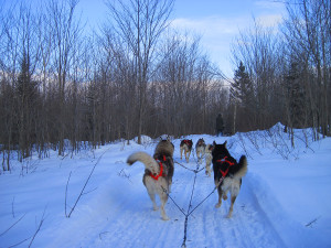 Dogsledding in Quebec