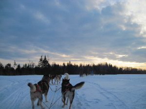 Dogsledding in Quebec