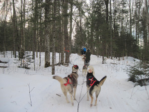 Dogsled in the forest