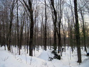 Sugar maple forest with taps and tubes