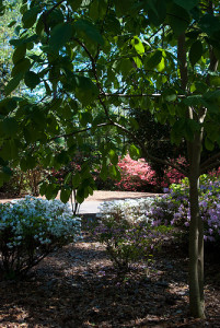 Spring azalea blooms in white and pink