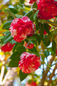 Candy striped camellia blooms