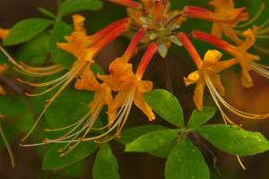 Florida flame azalea