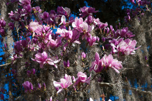 Japanese magnolia and Spanish moss