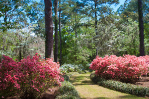 Azaleas in bloom at Maclay Gardens