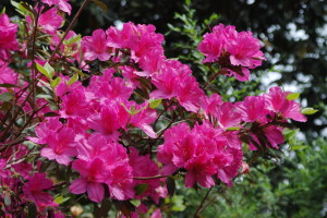 Azaleas in bloom at Bellingrath Gardens, Mobile, Alabama