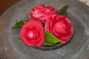 Camellias on a plate at Maclay Gardens